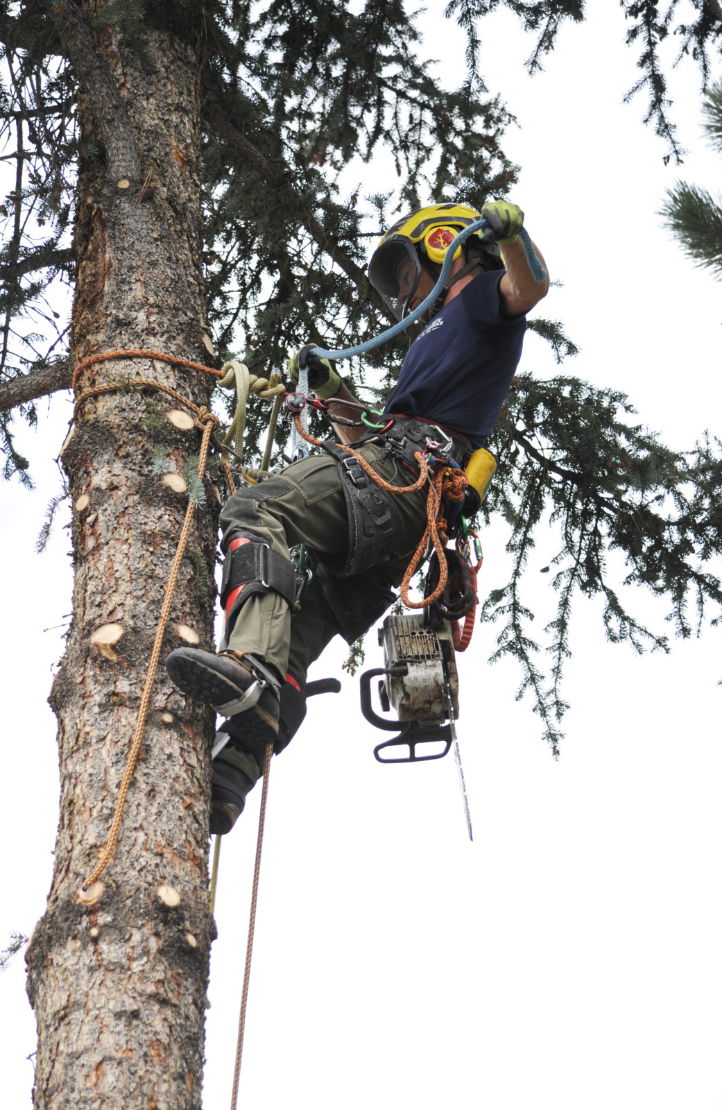 Truckee Tree Service