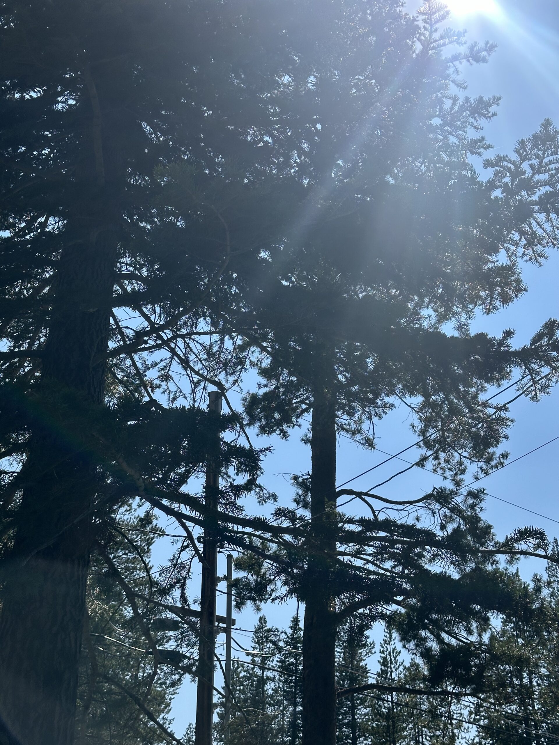 Truckee Tree Removal