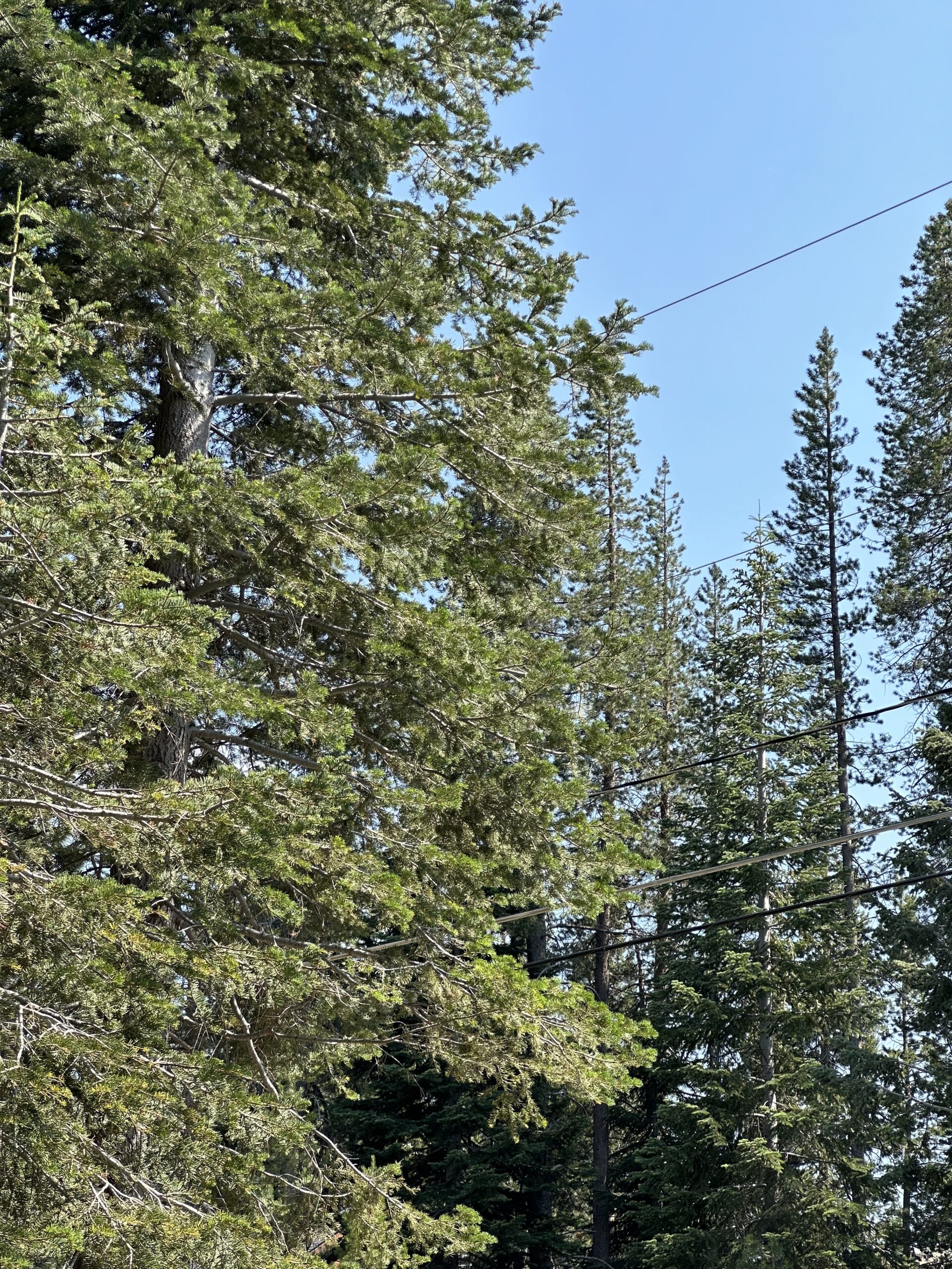 Truckee Tree Removal