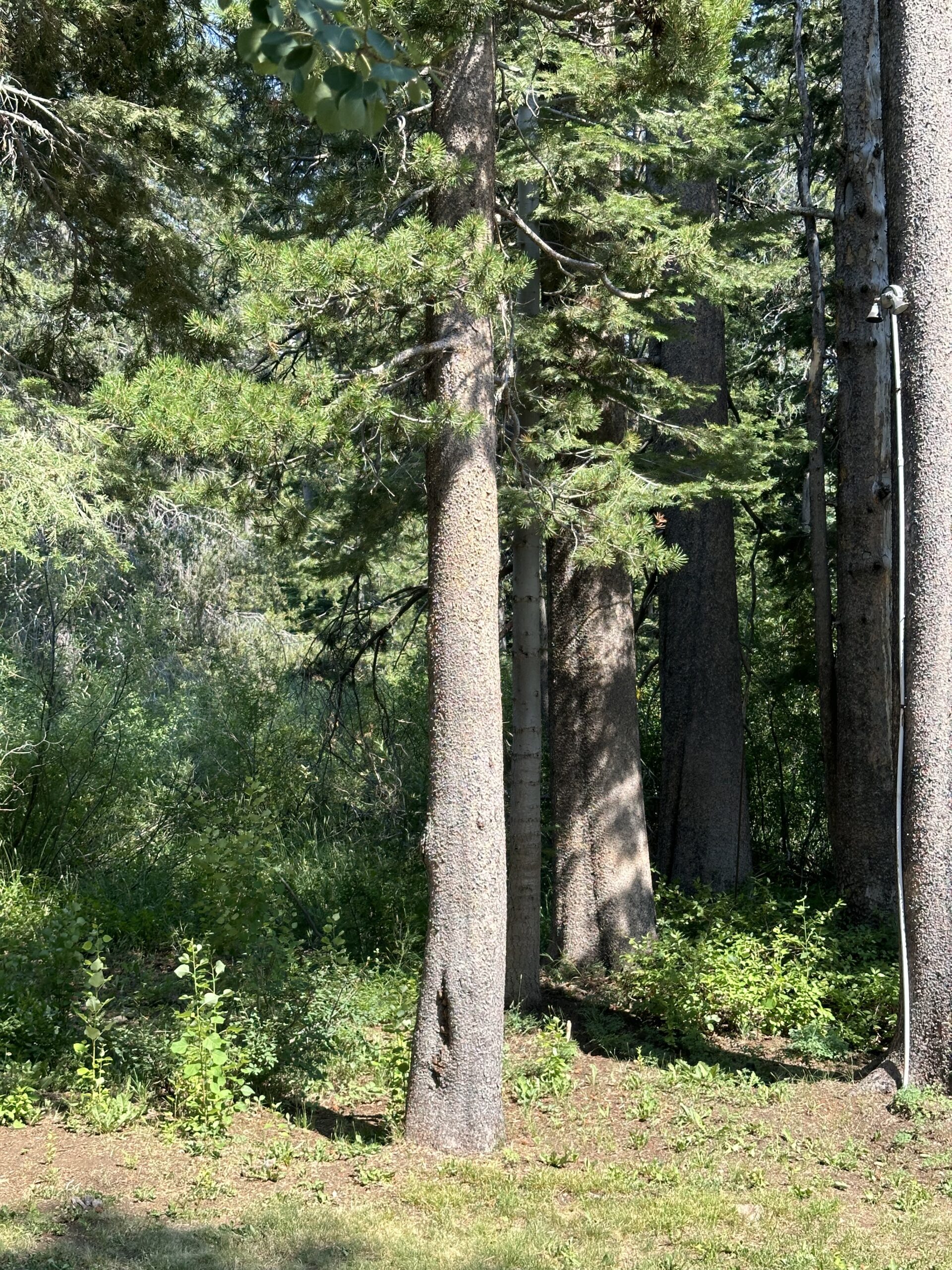 Truckee Tree Removal