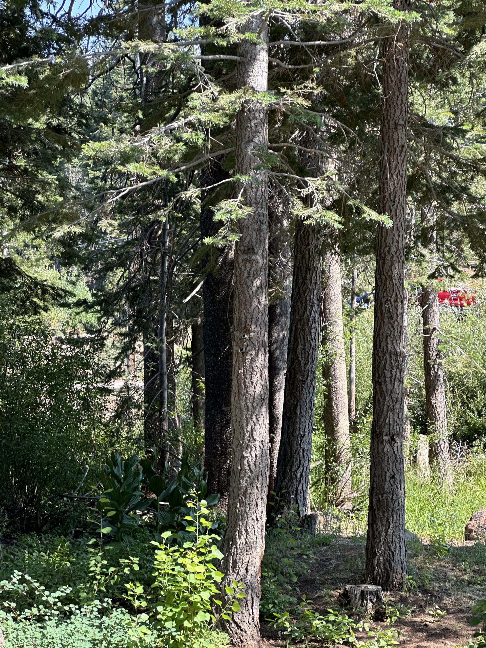 Truckee Tree Removal