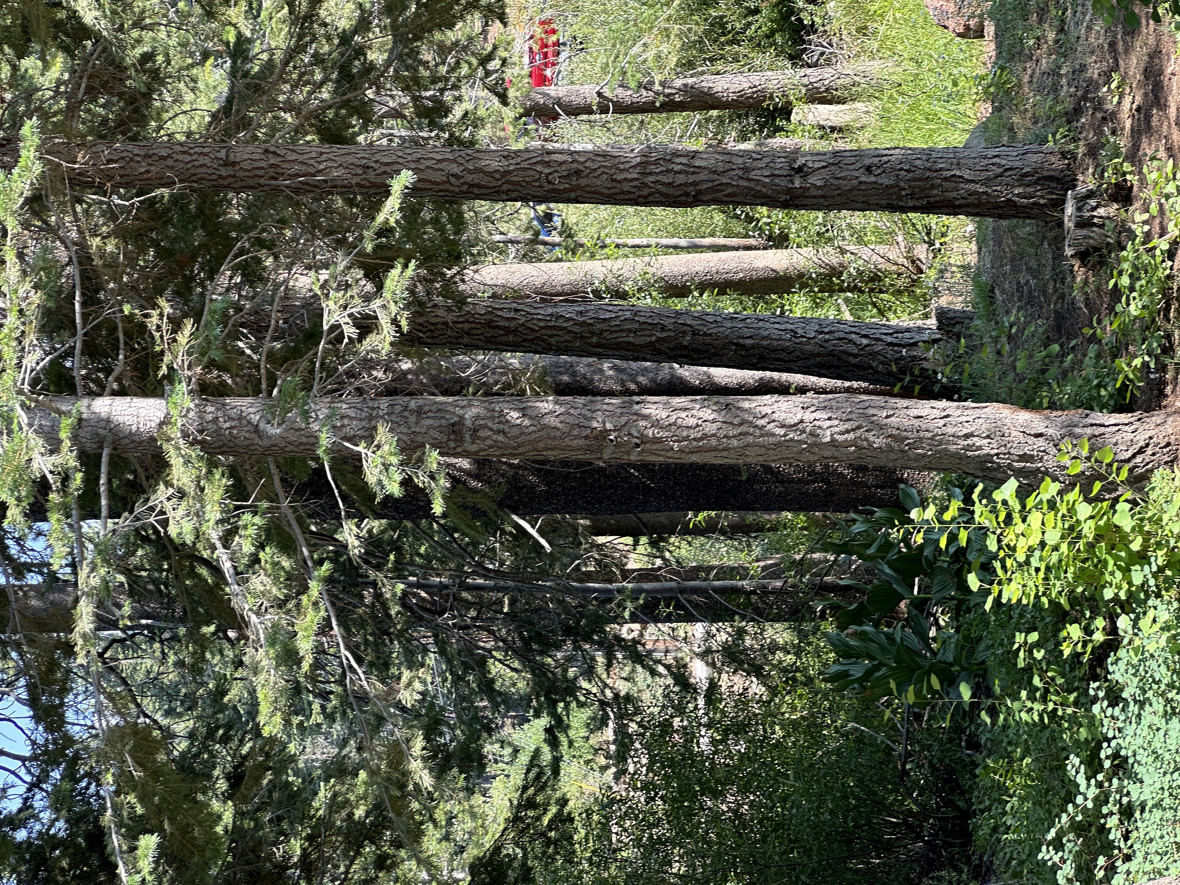 Truckee Tree Removal