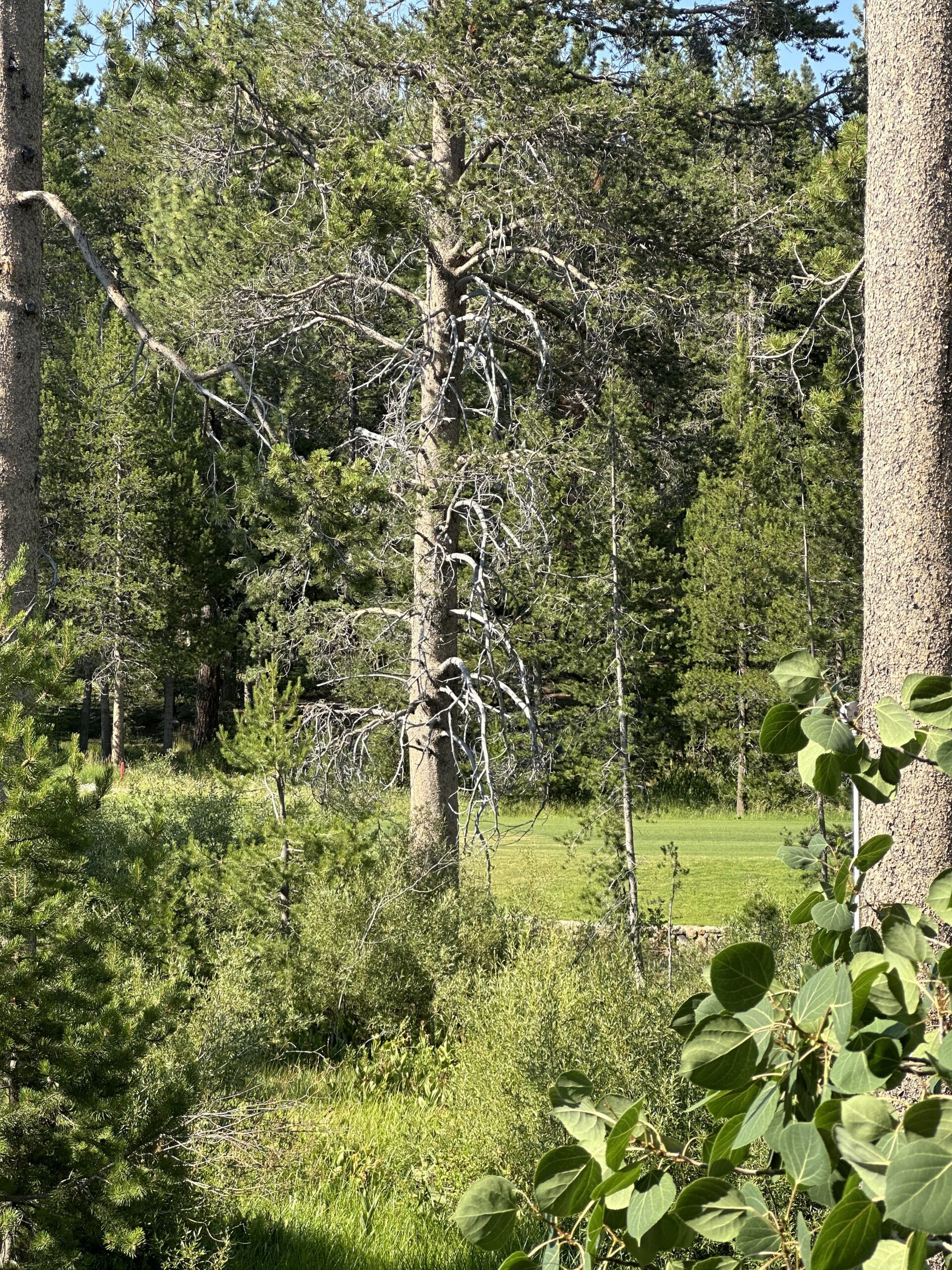 Truckee Tree Removal