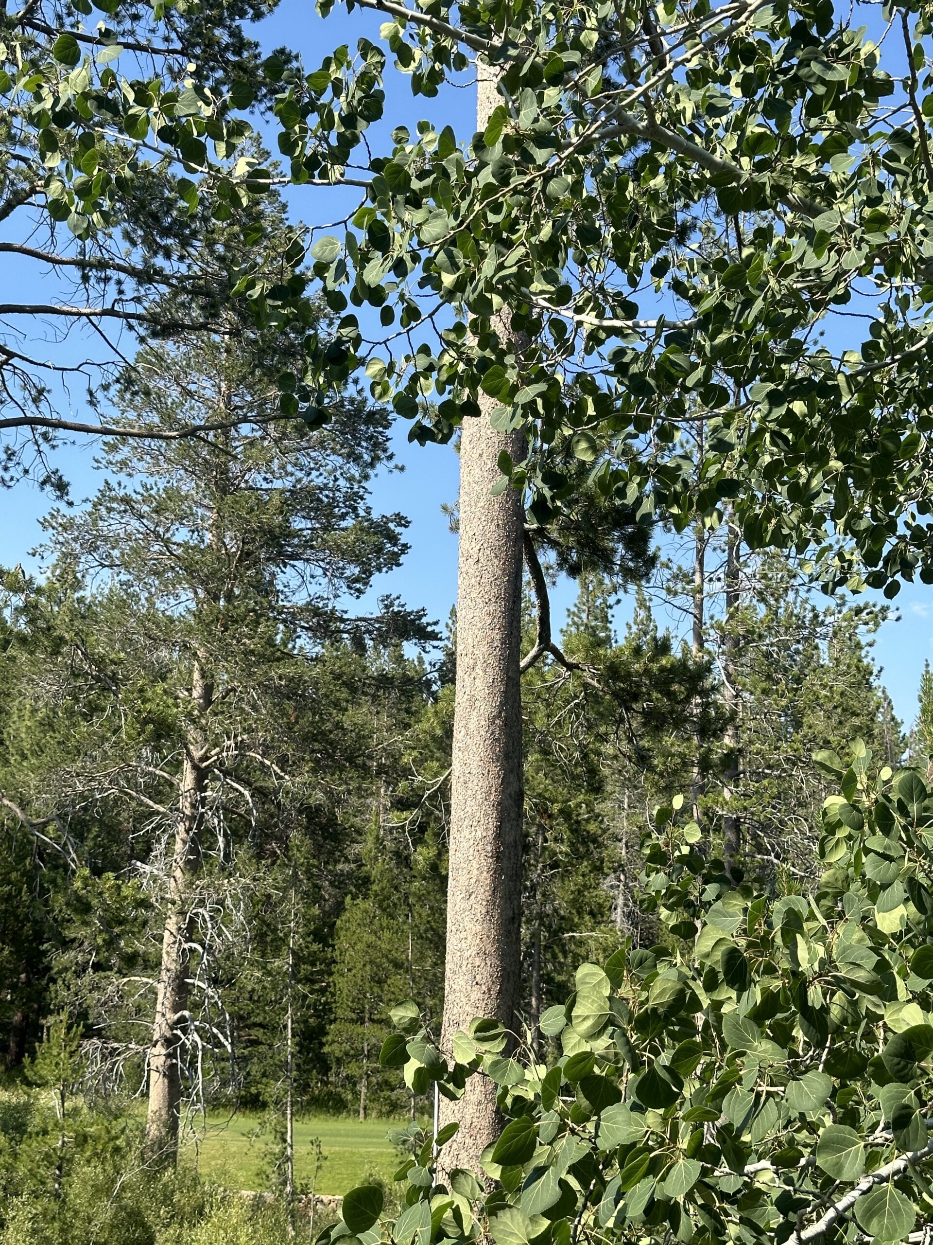 tree maintenance