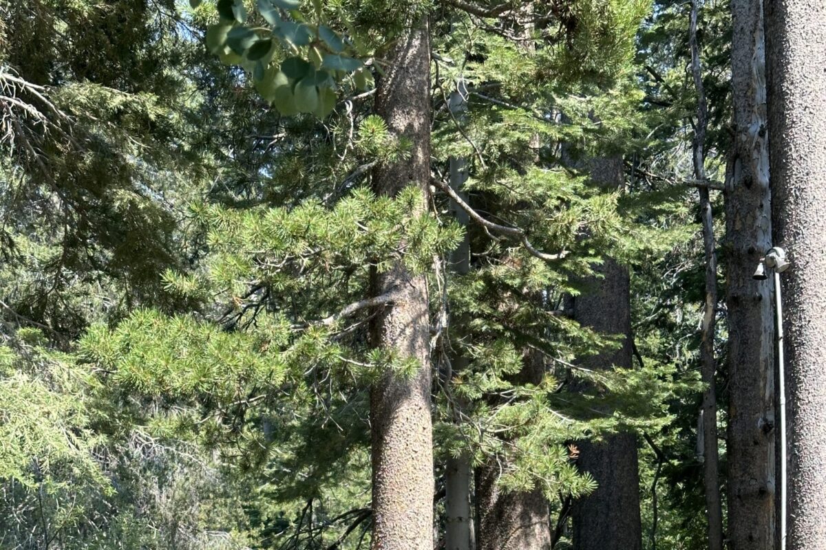 Truckee Tree Service | Truckee Defensible Space