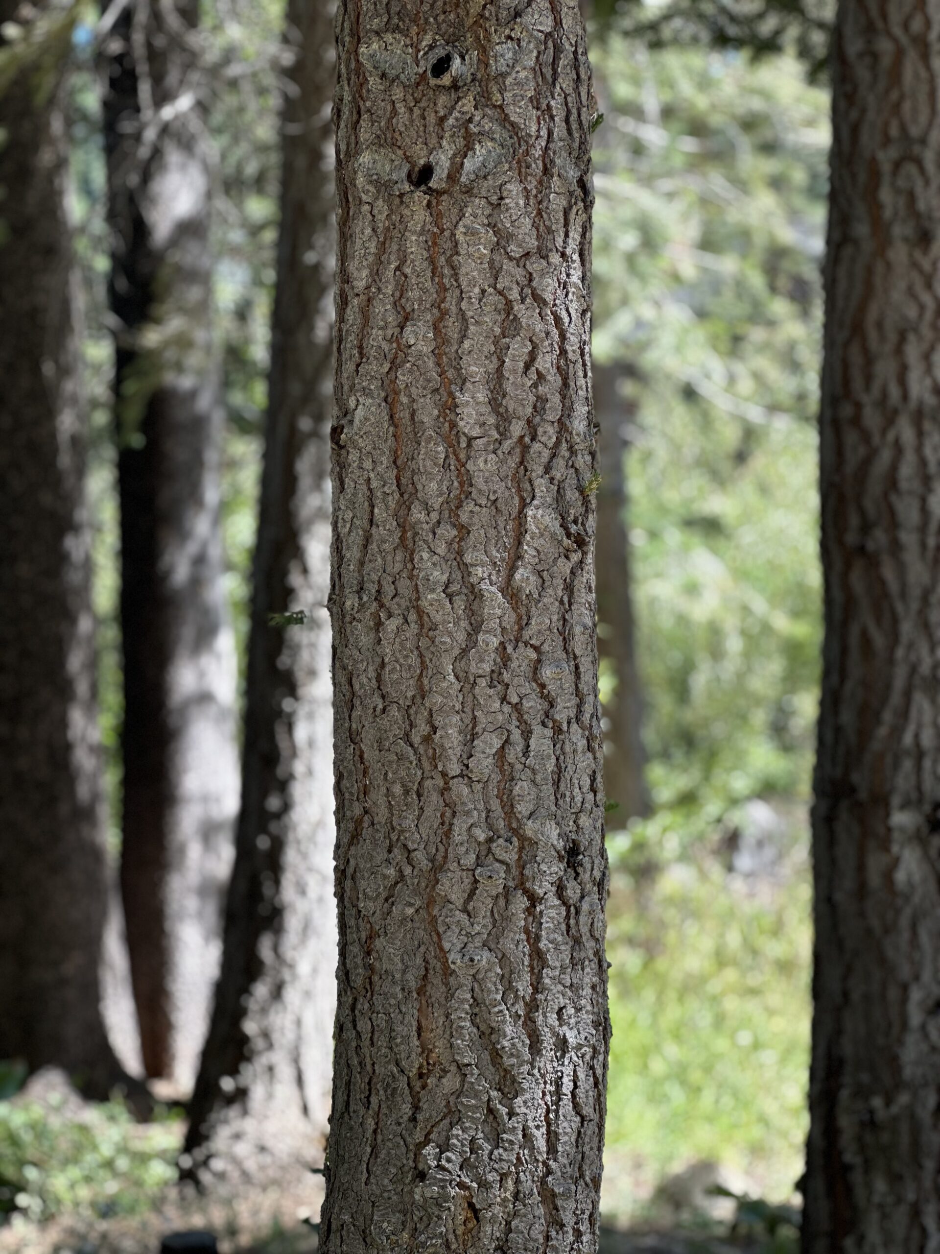 tree contractors near me