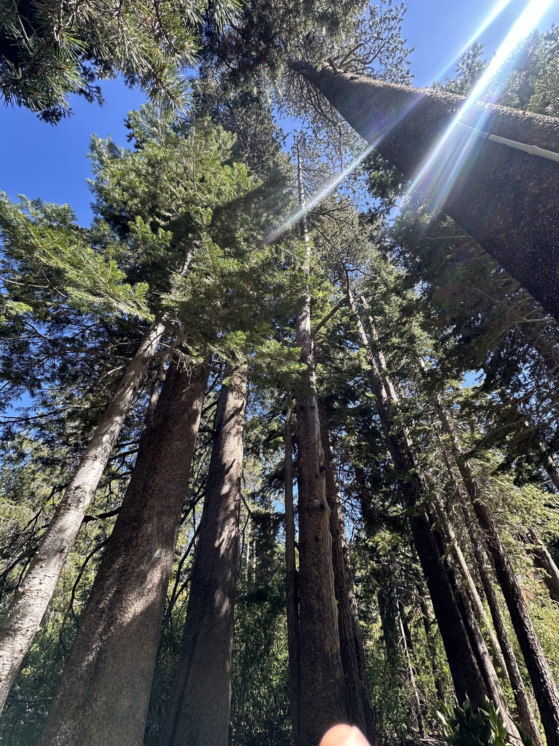 Truckee tree removal service near me