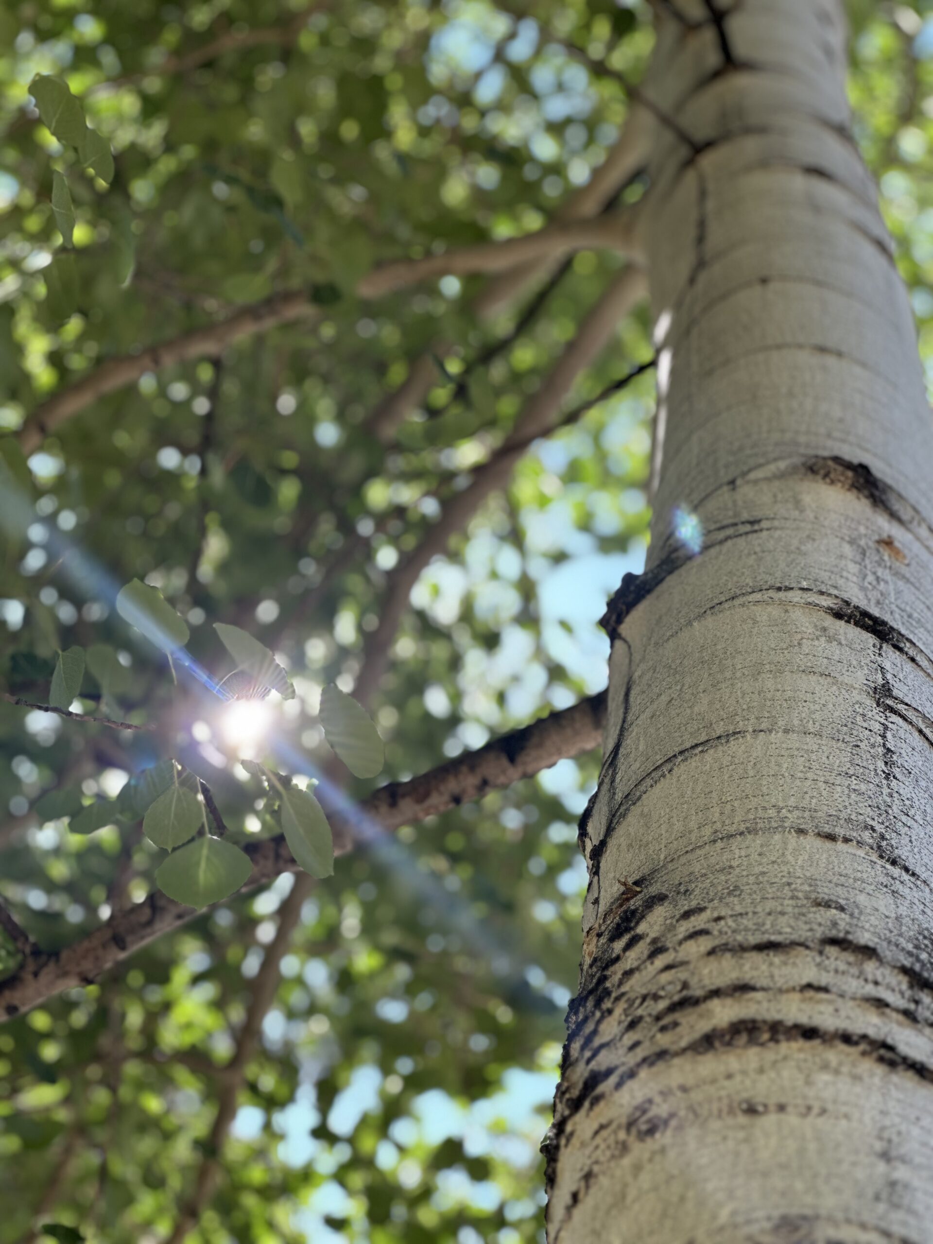 Tree removal in Truckee