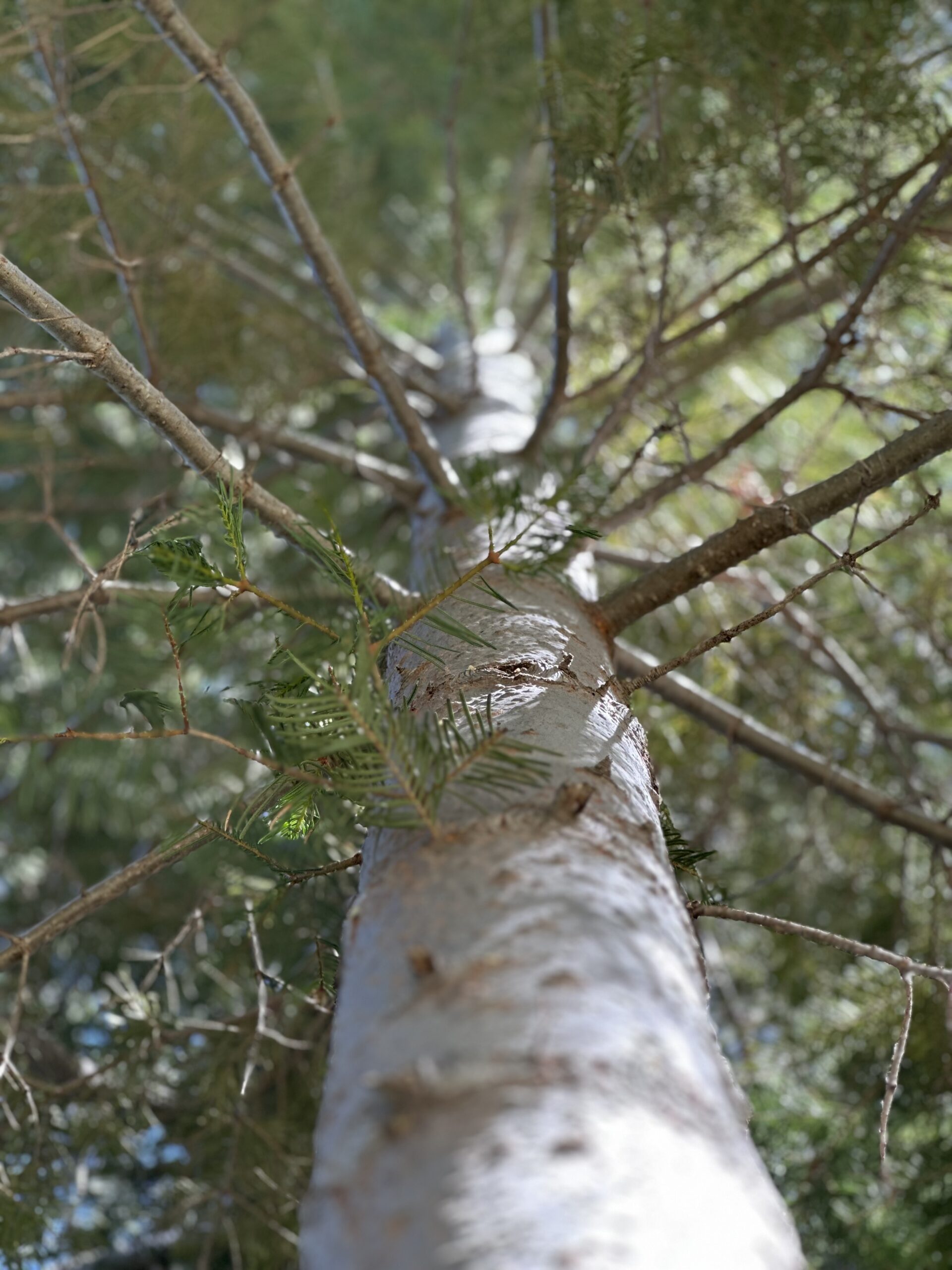 Truckee defensible space