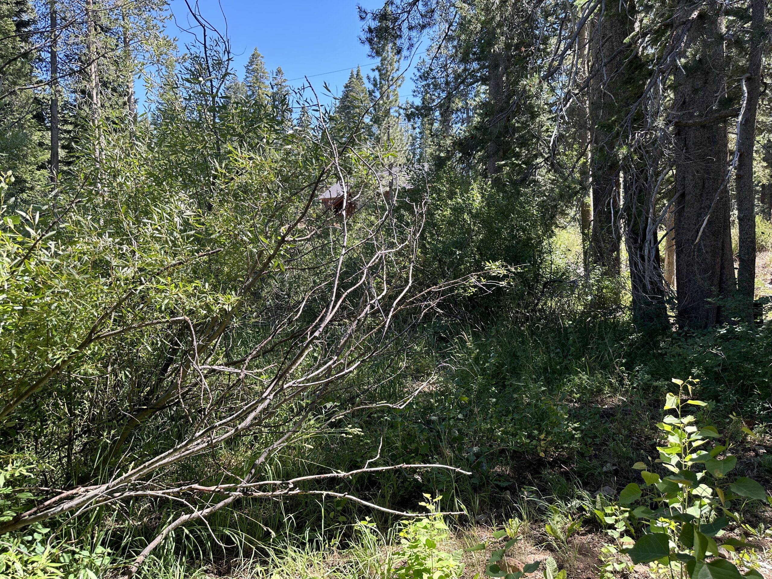 Truckee Stump Removal | Truckee Defensible Space