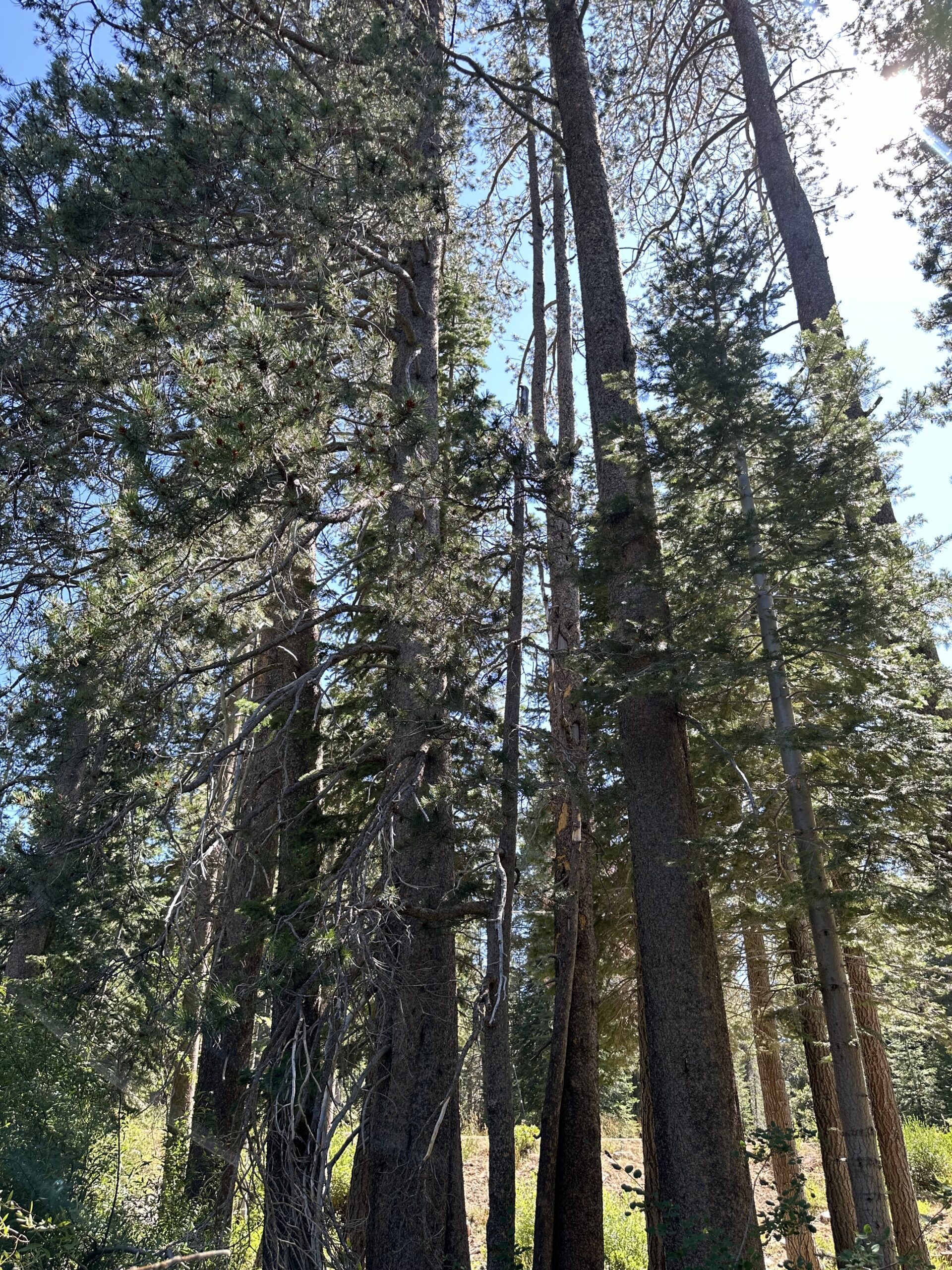 Truckee Tree Service | Truckee Defensible Space