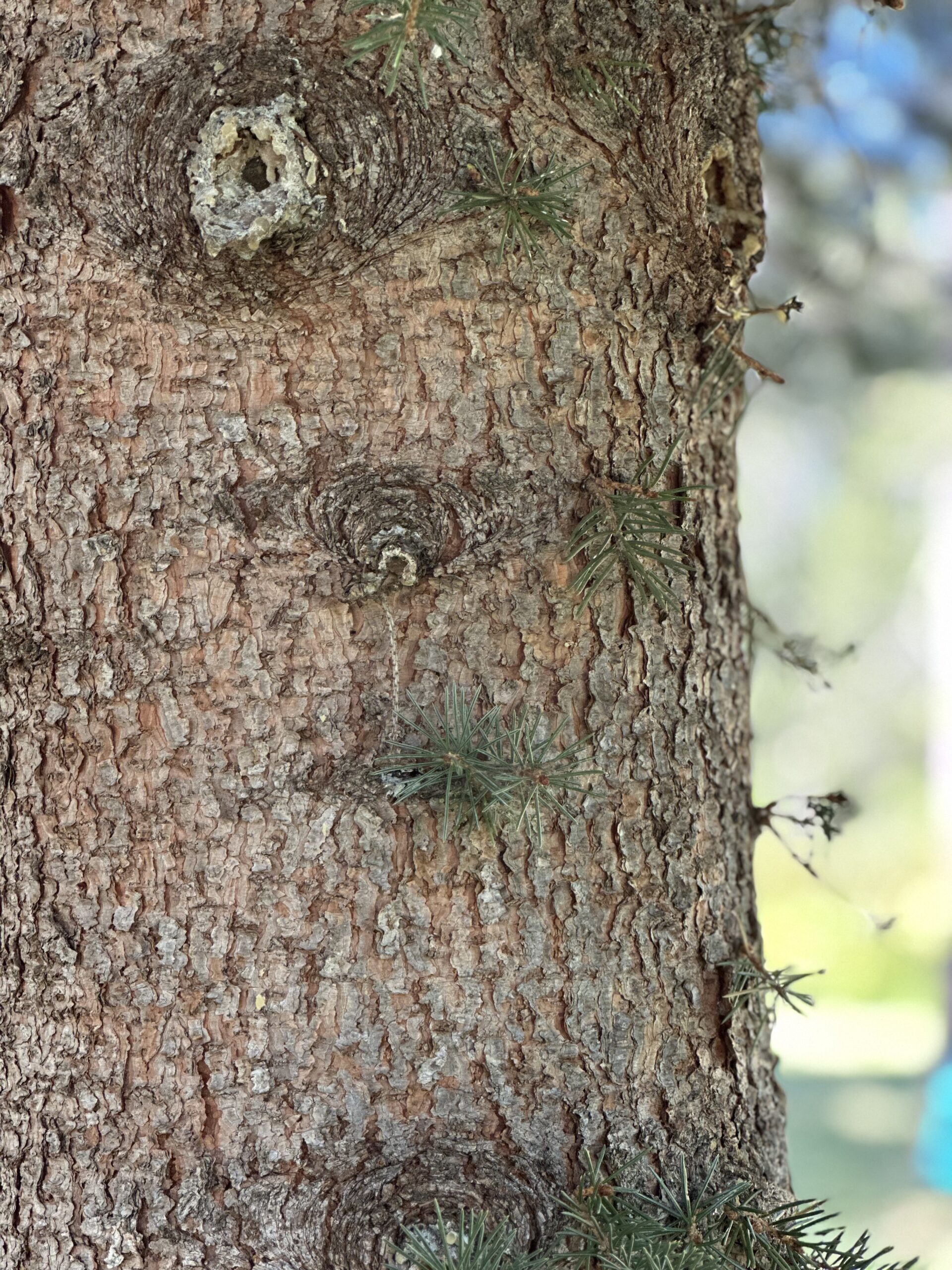 Truckee Tree Service | Truckee Defensible Space