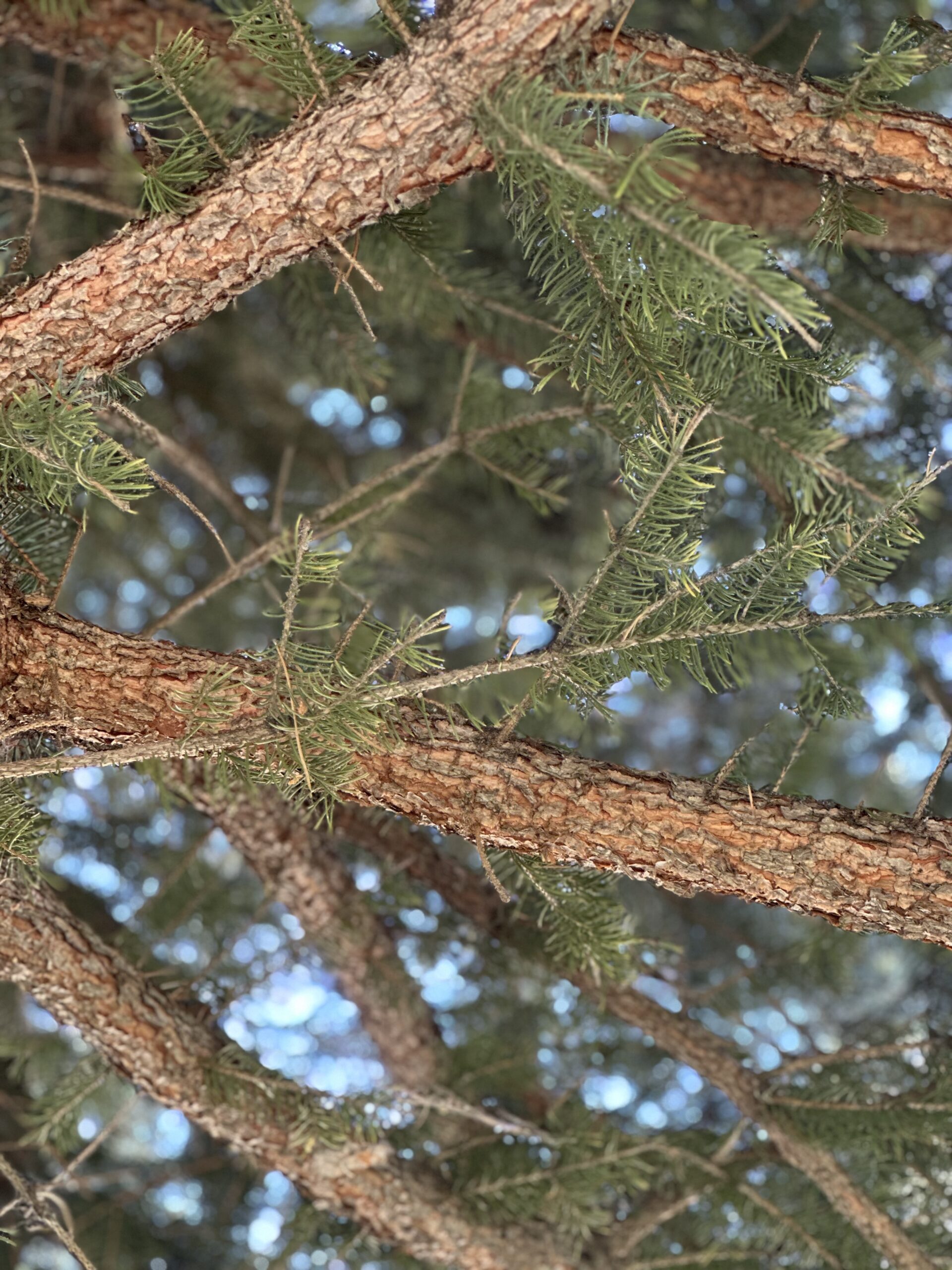 Truckee Tree Trimming | Truckee Defensible Space