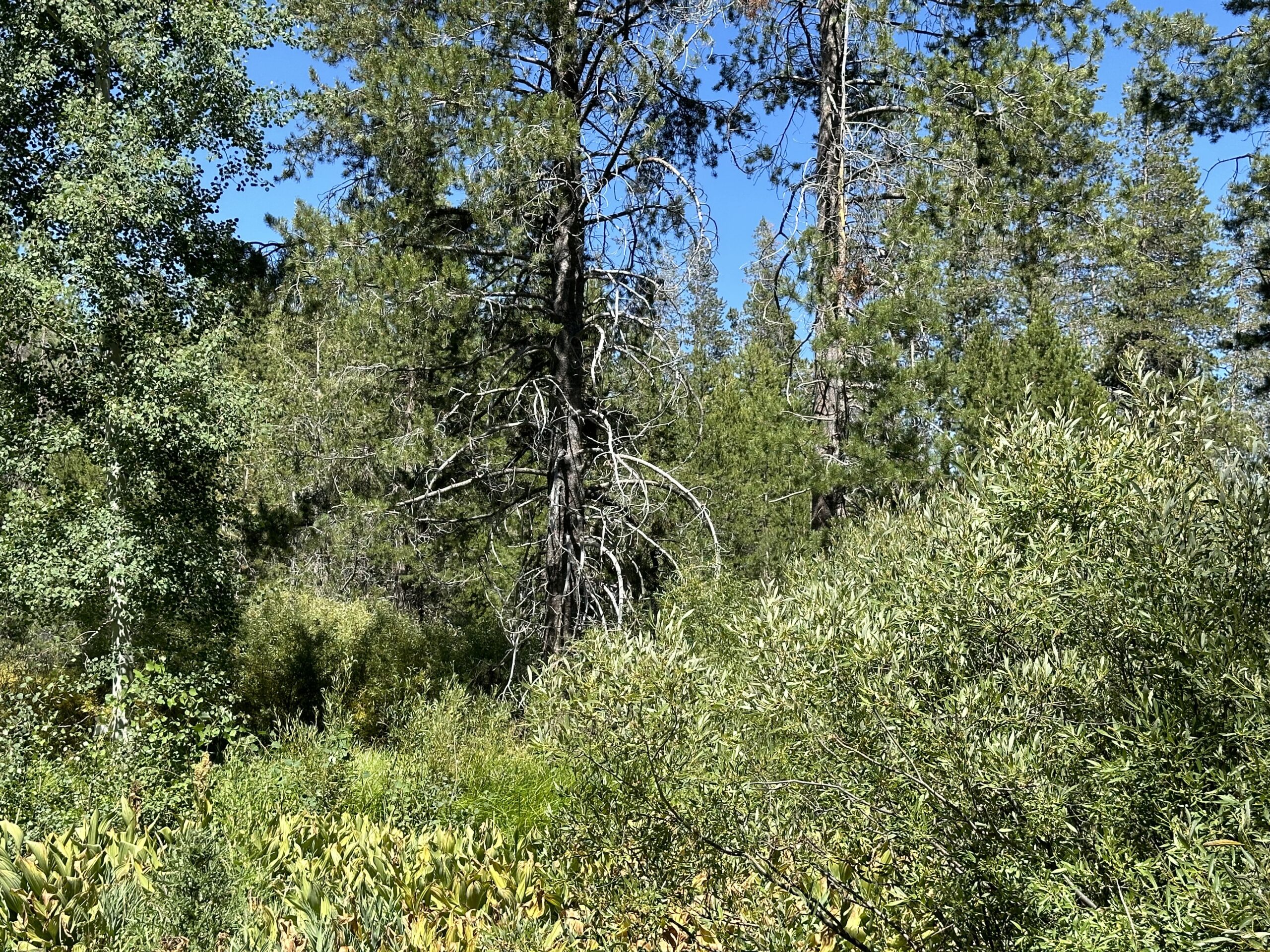 Truckee Tree Service | Truckee Defensible Space