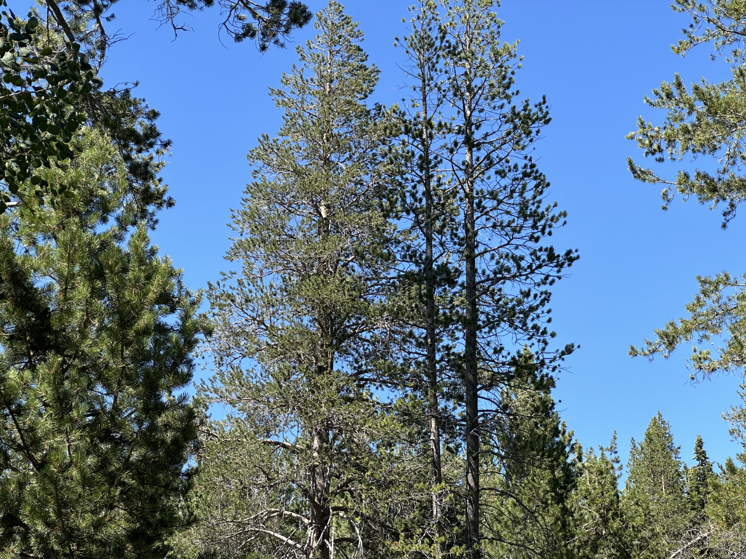 defensible space Truckee